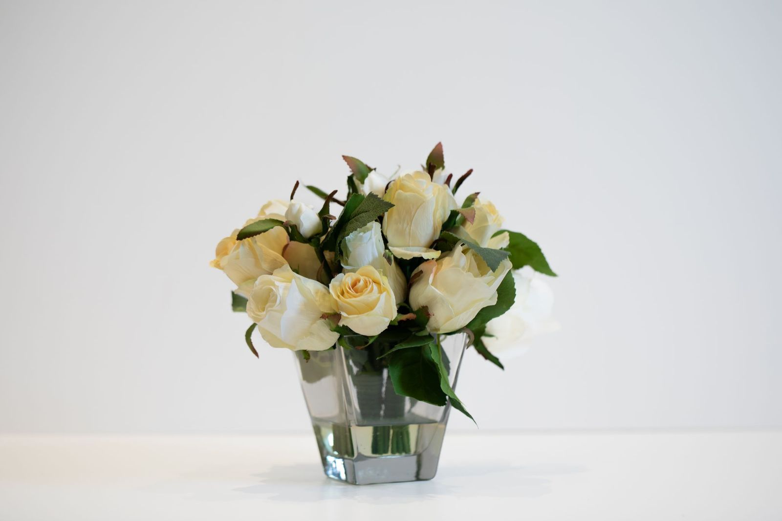 فازه روز وايت 