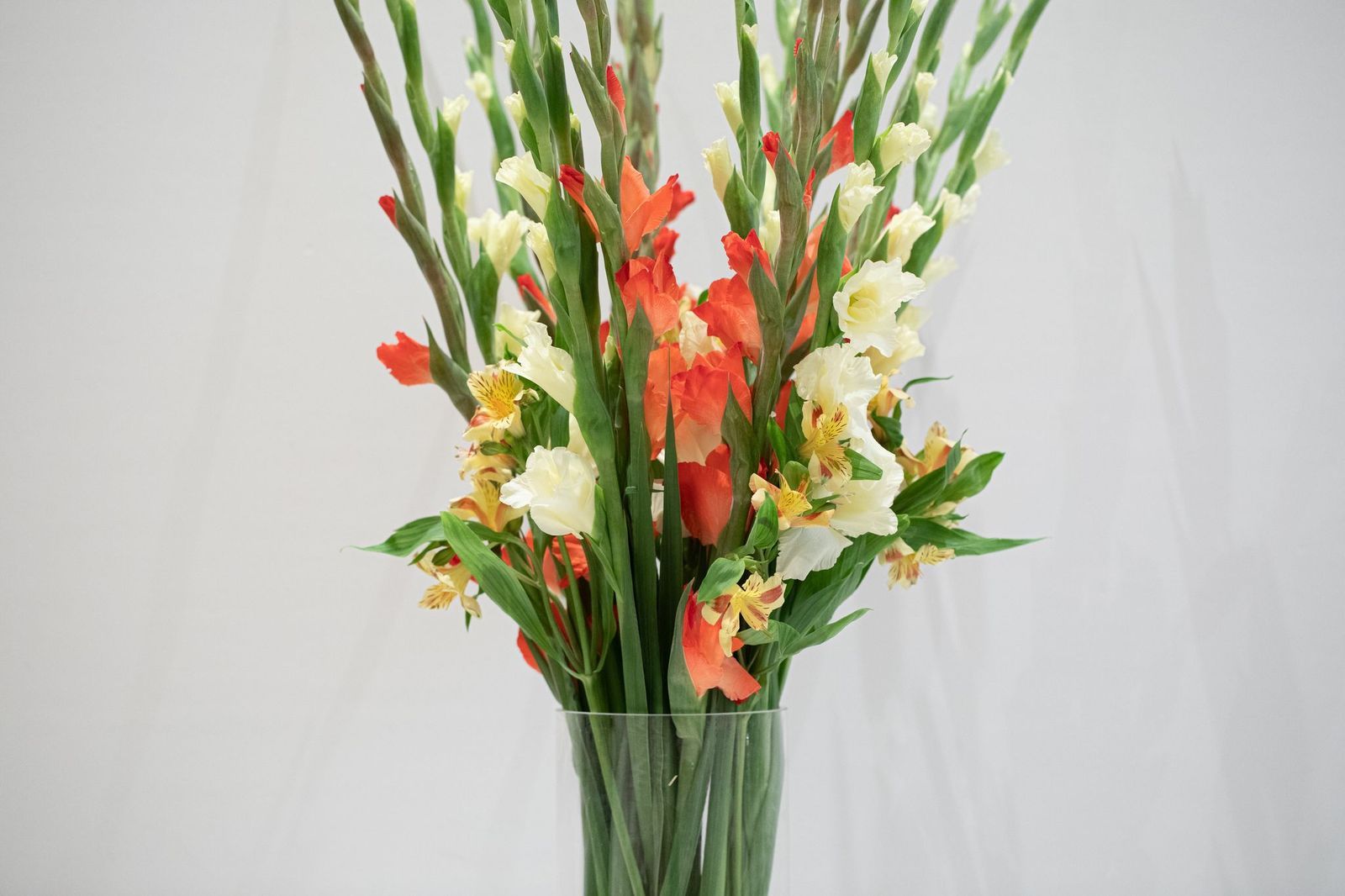 فازه قلاديوس 