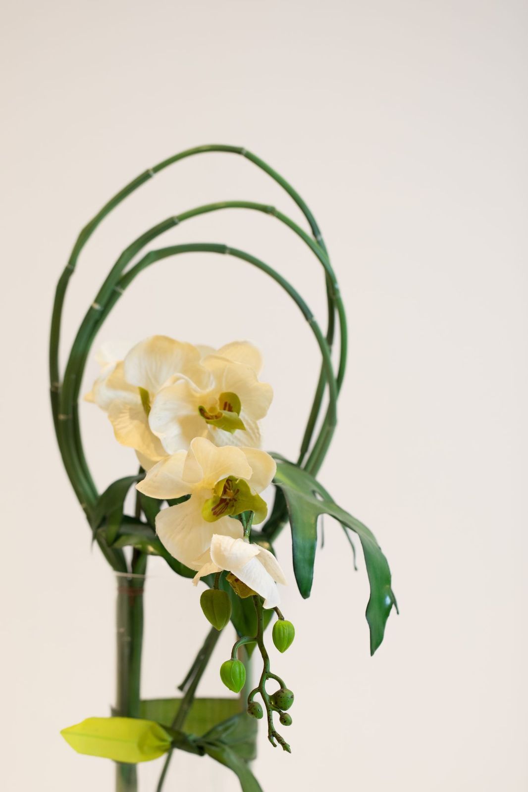 فازة أوركيد