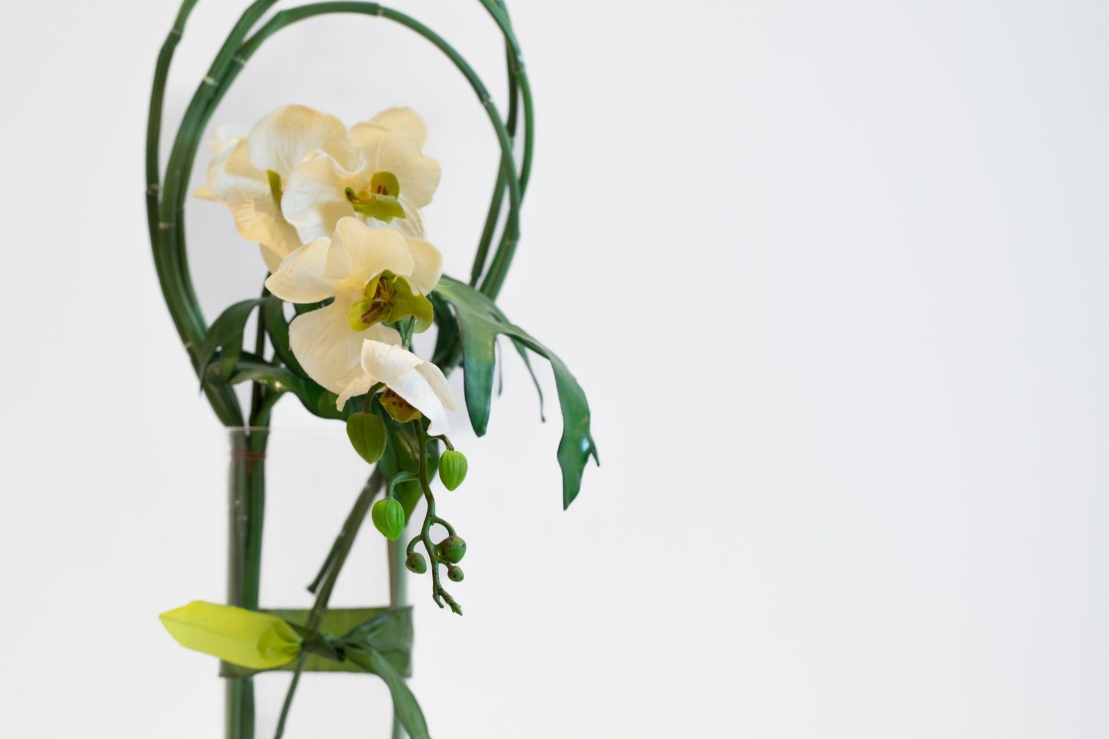 فازة أوركيد