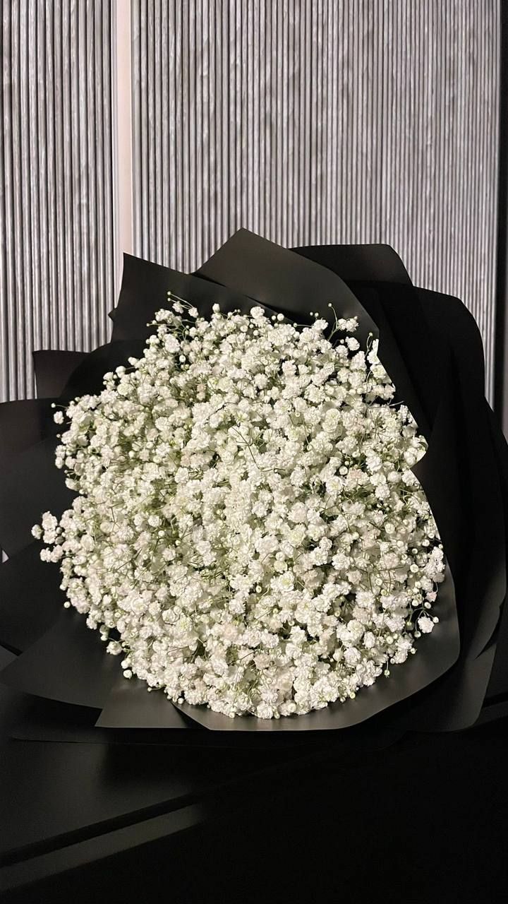 ورد جبسوفيليا