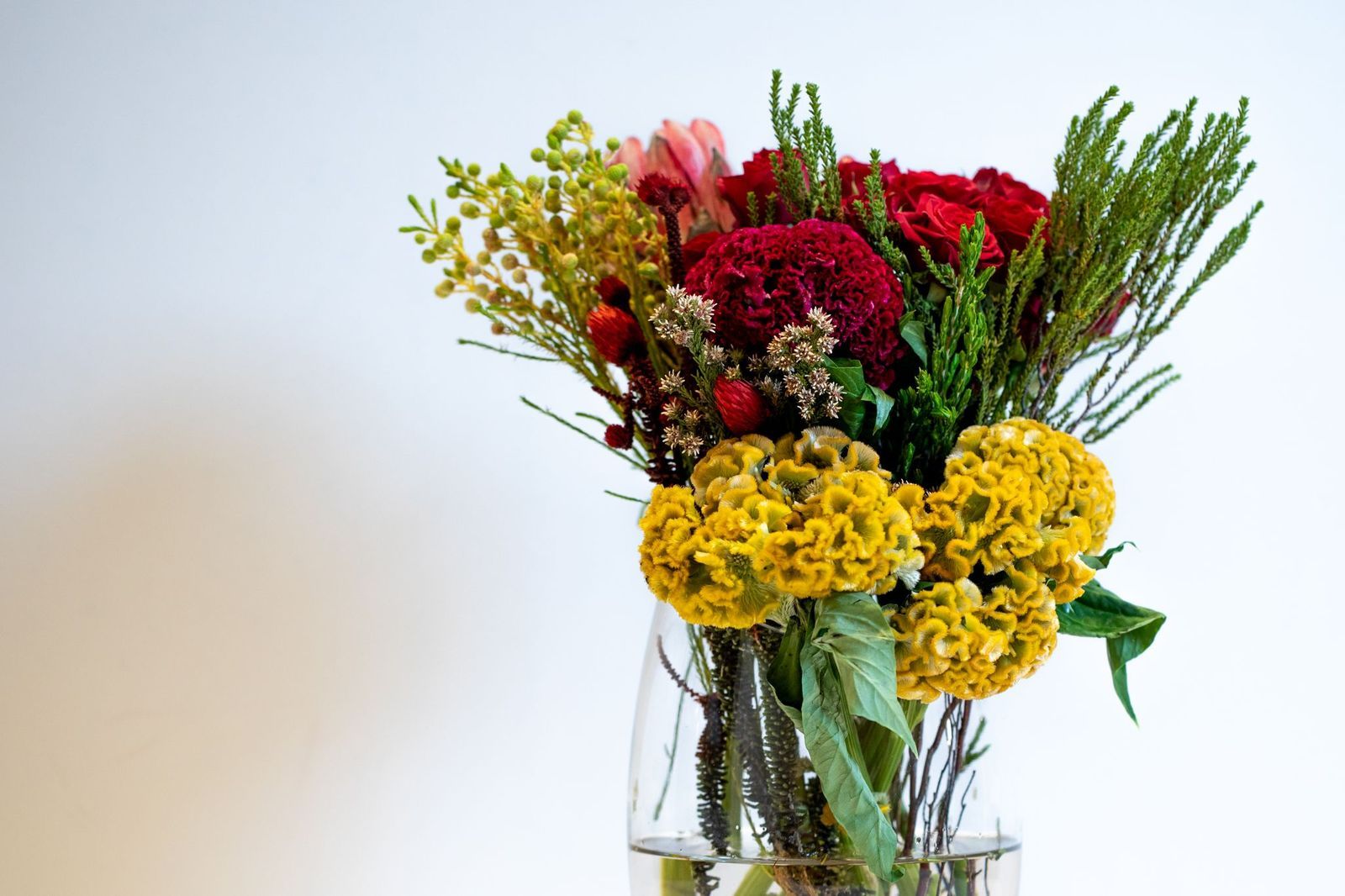 فازة سولسيا