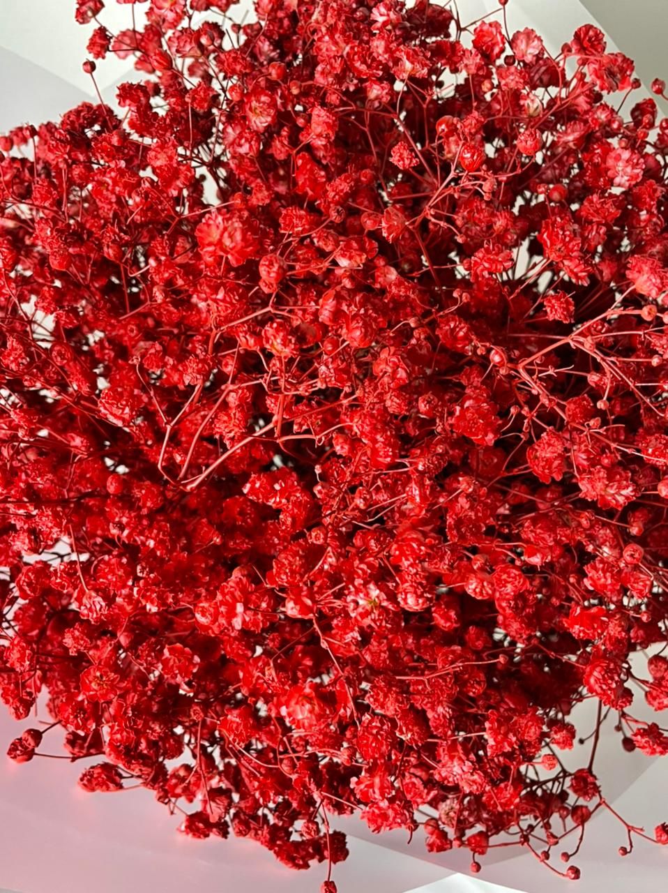 ورد جبسوفيليا أحمر 