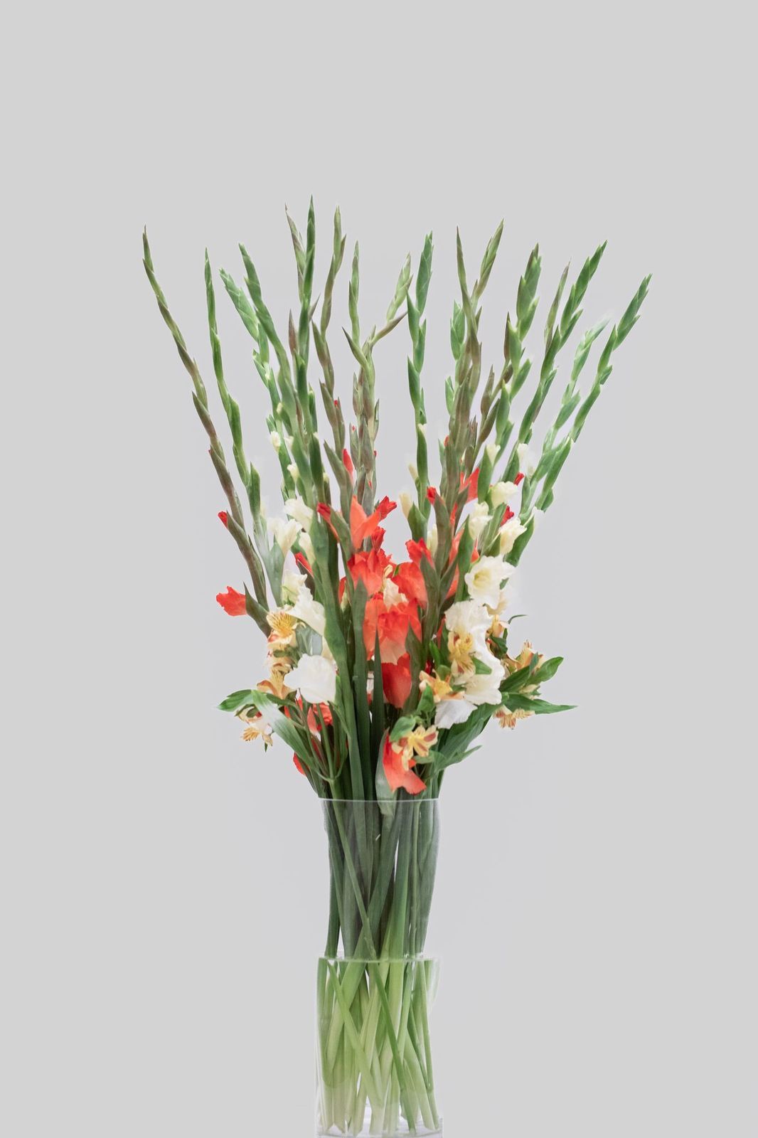 فازه قلاديوس 