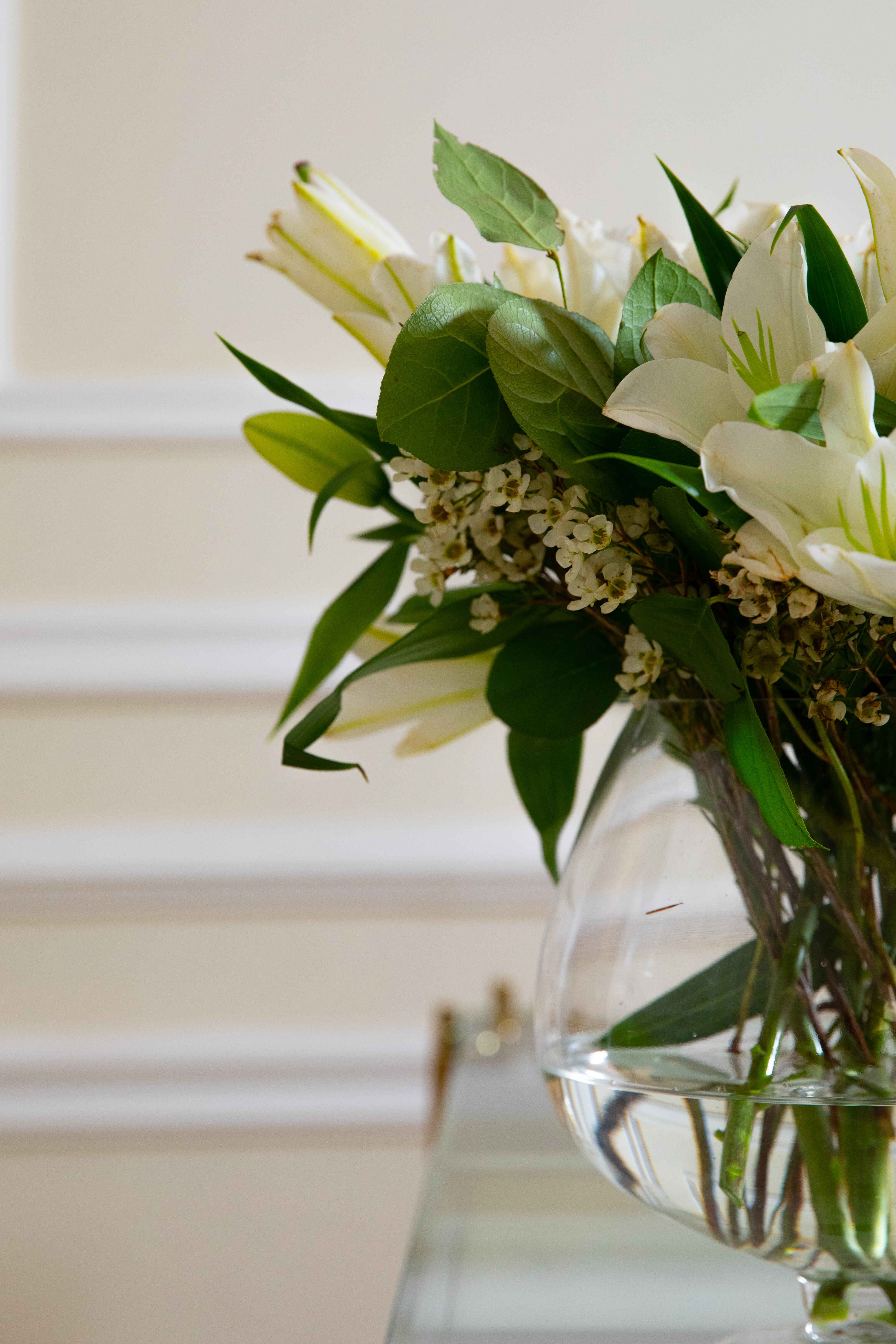 فازة ليليوم