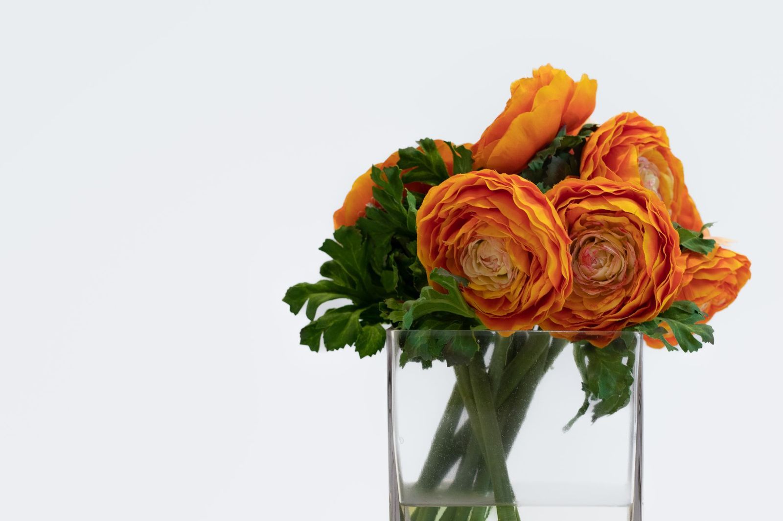 فازة اورنجي