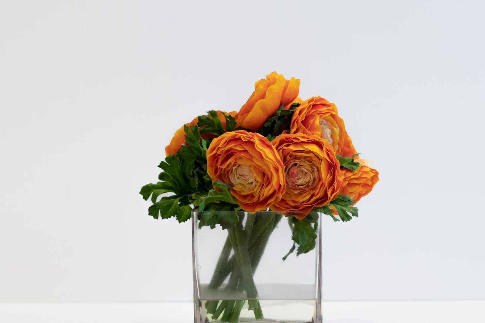 فازة اورنجي