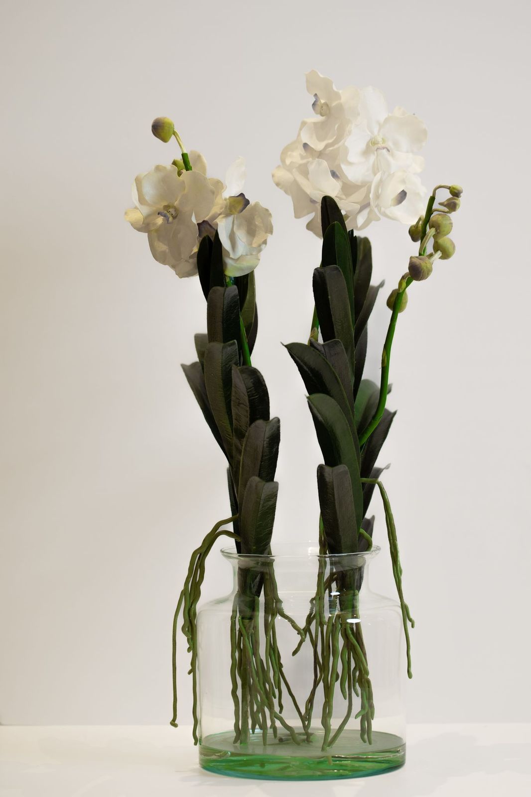 فازة كمفورت