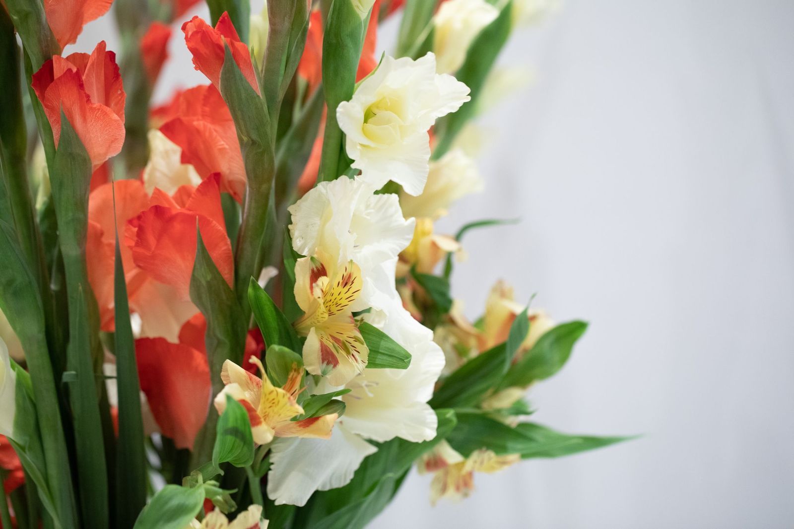 فازه قلاديوس 