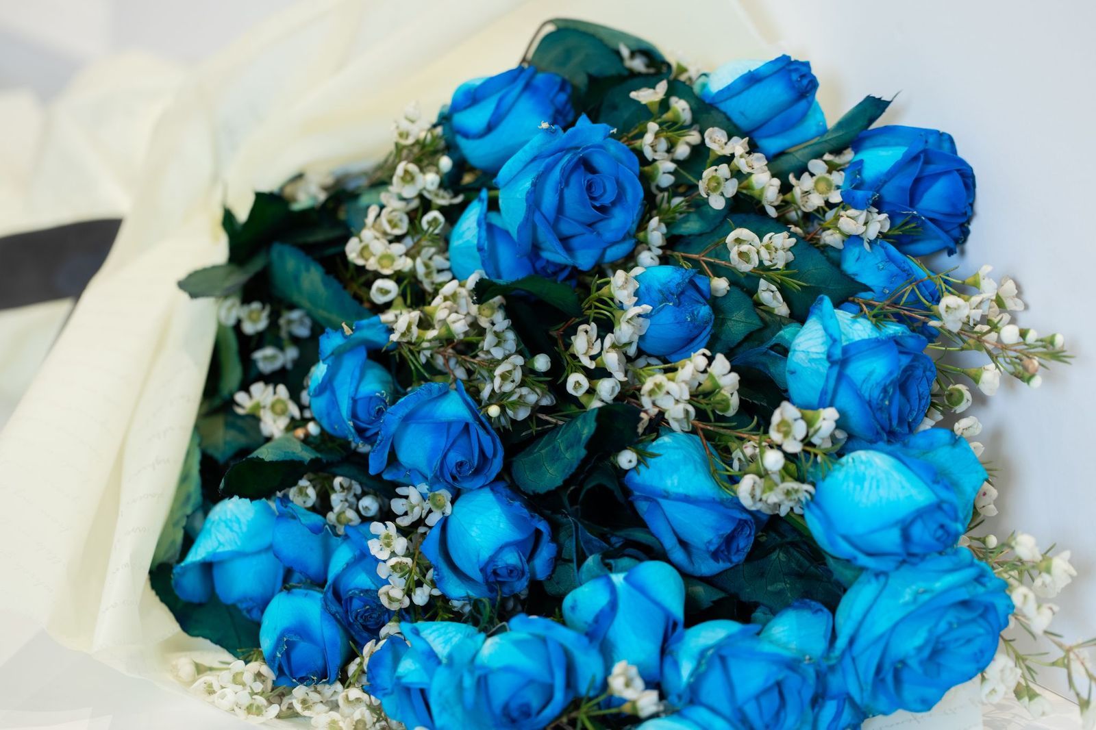 بوكي روز أزرق