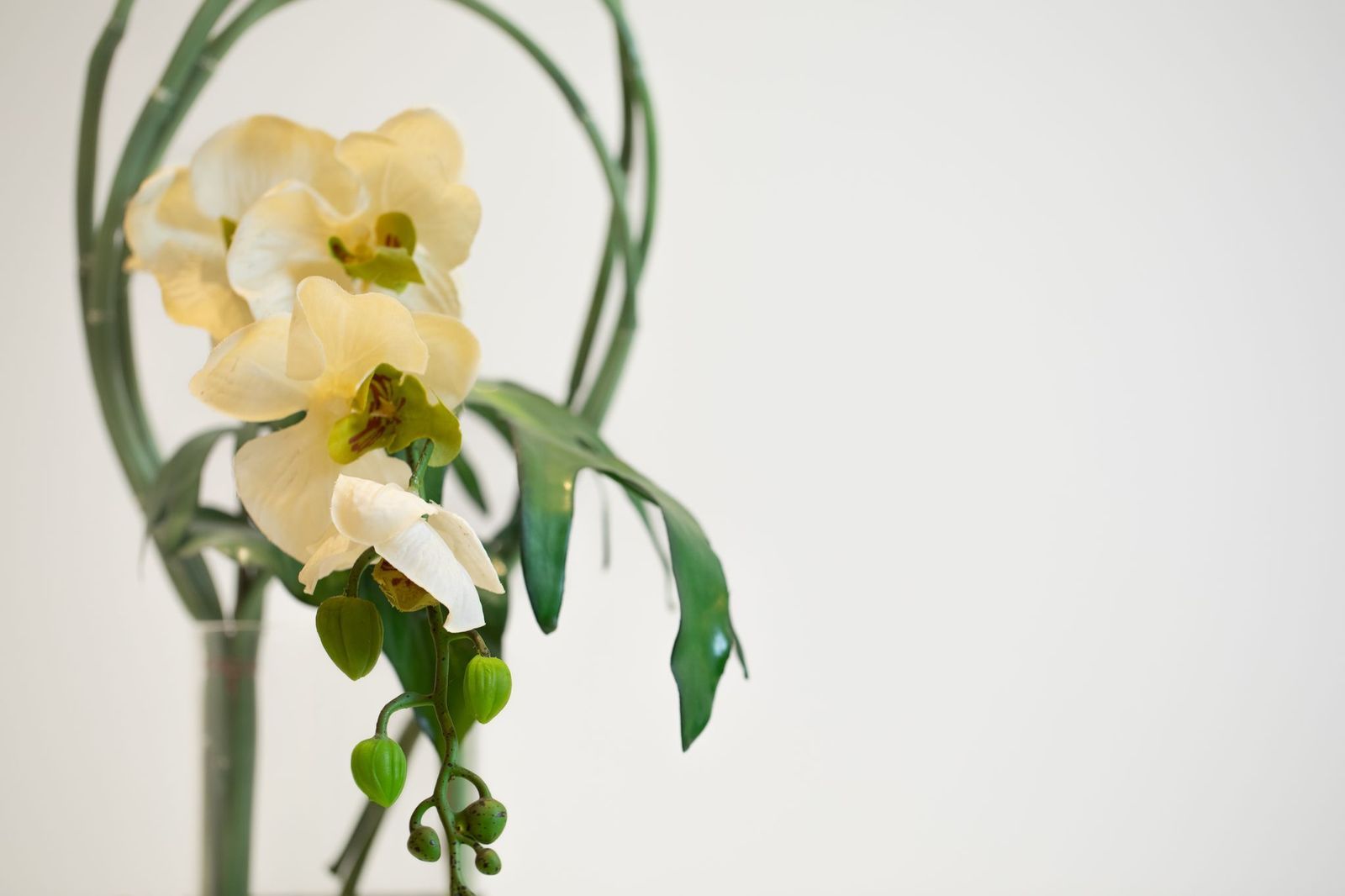 فازة أوركيد