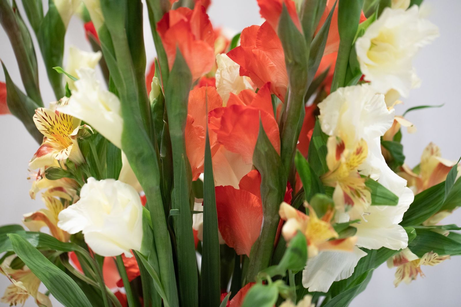 فازه قلاديوس 