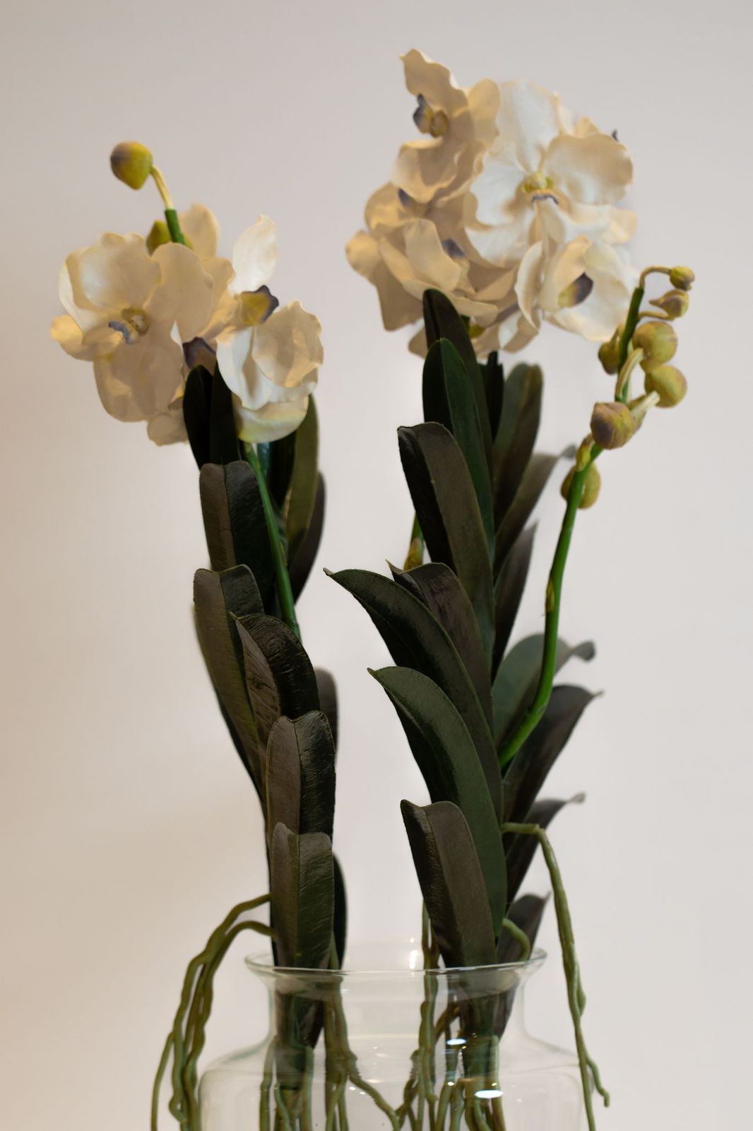 فازة كمفورت