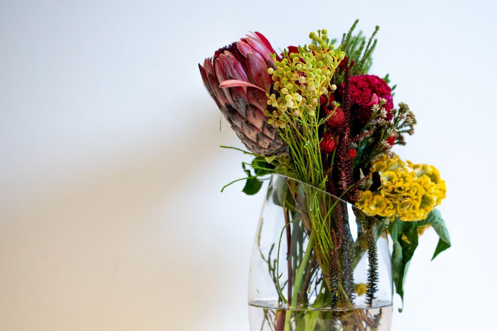 فازة سولسيا