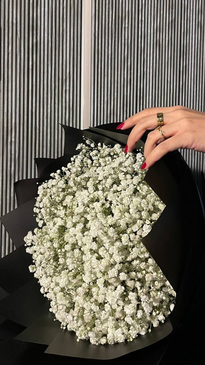 ورد جبسوفيليا