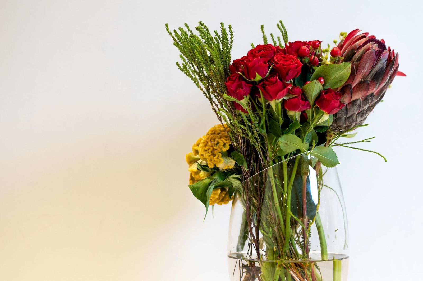 فازة سولسيا