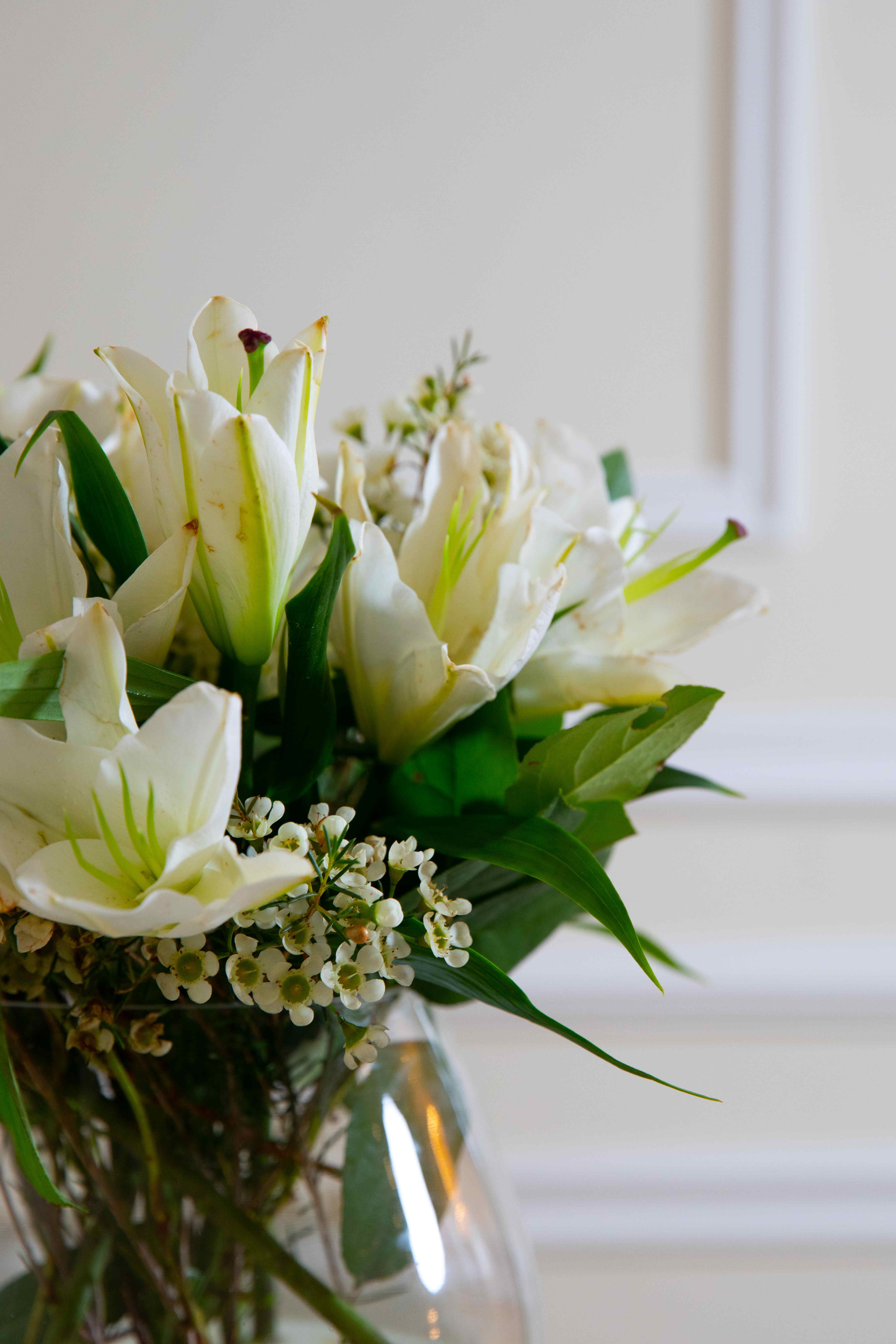 فازة ليليوم