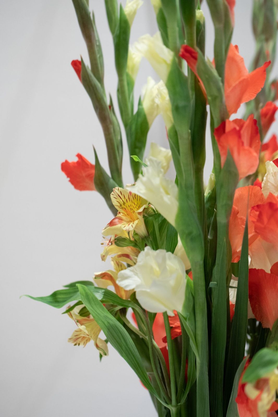 فازه قلاديوس 